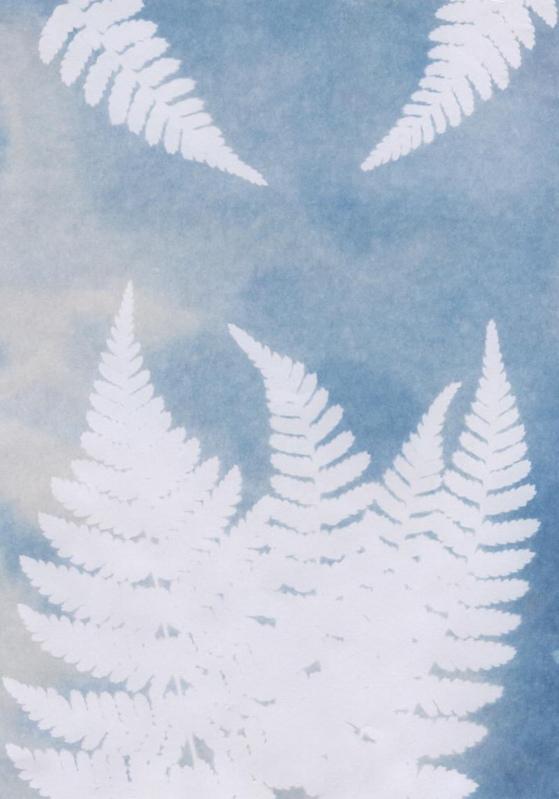 cyanotype ferns