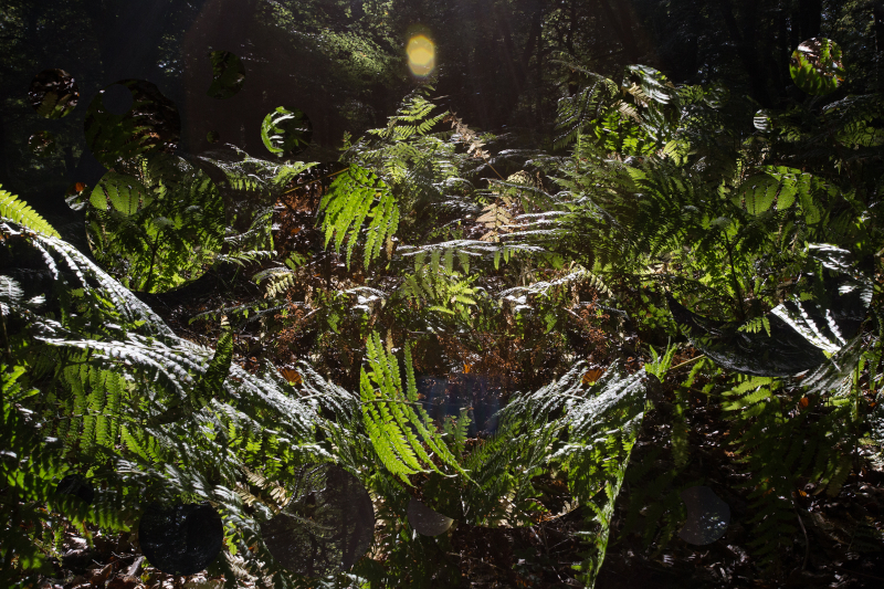 ferns digital photomontage artwork